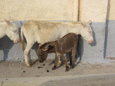Maison de vacances /en/au Trinit d