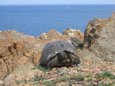 Maison de vacances /en/au Trinit d