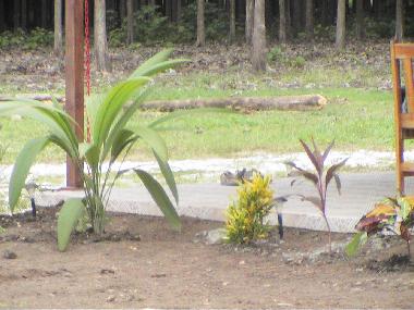 Appartement de vacances �/en/au cabo blanco (Puntarenas)ou appartement ou maison de vacances