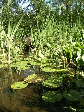 Maison de vacances �/en/au SAIN BONNET DE SALERS (Cantal)ou appartement ou maison de vacances