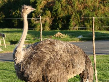 Chambre avec petit d�jeuner �/en/au Cape Town (Western Cape)ou appartement ou maison de vacances