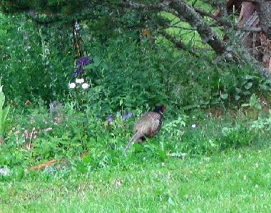 Kalle dans le jardin