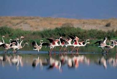 Appartement de vacances /en/au Roquetas de Mar (Almera)ou appartement ou maison de vacances