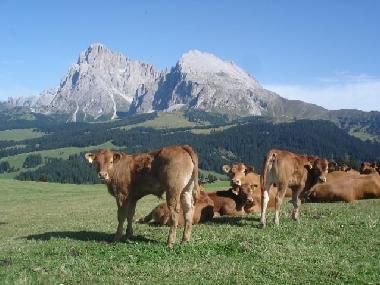 Maison de vacances �/en/au Natz (Bolzano-Bozen)ou appartement ou maison de vacances