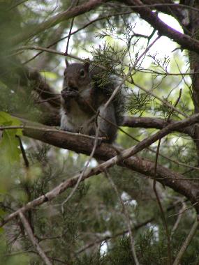 Maison de vacances �/en/au Branson (Missouri)ou appartement ou maison de vacances