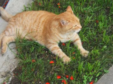 Appartement de vacances /en/au Mondsee (Salzburg und Umgebung)ou appartement ou maison de vacances