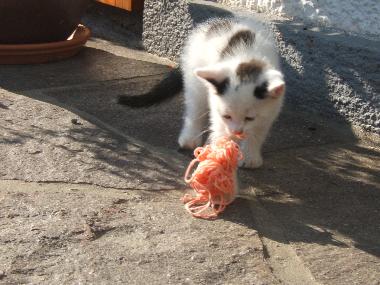 Appartement de vacances /en/au Mondsee (Salzburg und Umgebung)ou appartement ou maison de vacances