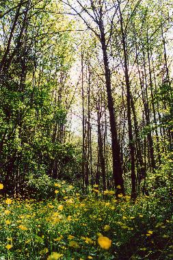 Chalet �/en/au viterbo (Viterbo)ou appartement ou maison de vacances