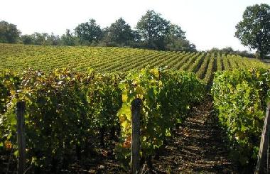 Vignobles