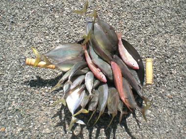 Chambre avec petit djeuner /en/au Ahangama (Kegalla)ou appartement ou maison de vacances