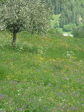 Appartement de vacances �/en/au Haute Nendaz (Nendaz)ou appartement ou maison de vacances