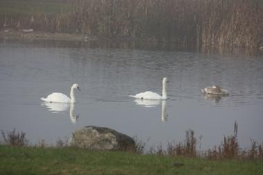 Maison de vacances �/en/au K�pingsvik (�land)ou appartement ou maison de vacances