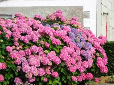 Maison de vacances /en/au pleumeur bodou (Ctes-d