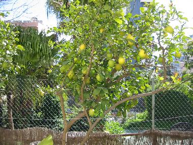 Appartement de vacances /en/au MLAGA (Mlaga)ou appartement ou maison de vacances