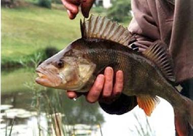 Maison de vacances /en/au Bertric Buree (Dordogne)ou appartement ou maison de vacances