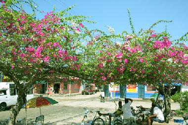 Appartement de vacances �/en/au Tol� (Sucre)ou appartement ou maison de vacances