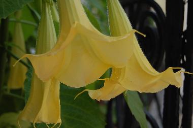 Chambre avec petit d�jeuner �/en/au Budapest (Budapest)ou appartement ou maison de vacances