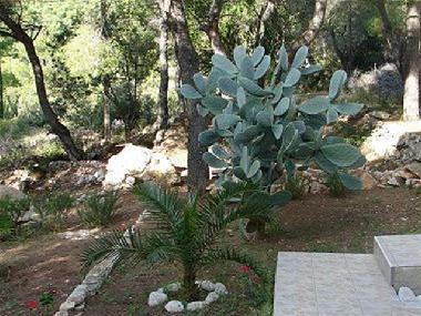 Appartement de vacances �/en/au Vis (Splitsko-Dalmatinska)ou appartement ou maison de vacances