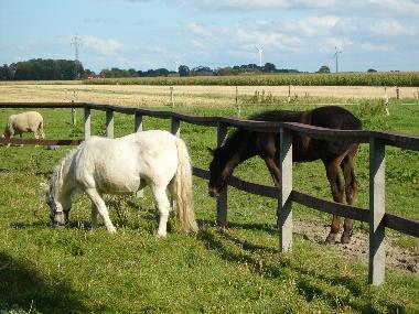 Appartement de vacances �/en/au Krummh�rn (Nordsee-Festland / Ostfriesland)ou appartement ou maison de vacances
