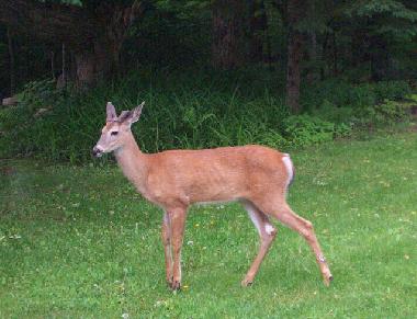 Maison de vacances �/en/au Lauragh (Kerry)ou appartement ou maison de vacances
