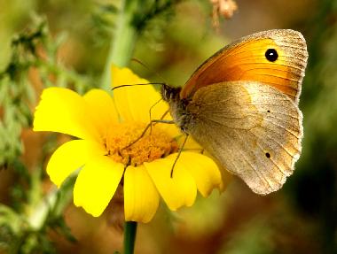 Maison de vacances /en/au SYROS (Kyklades)ou appartement ou maison de vacances