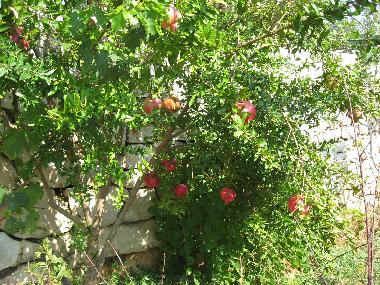 Appartement de vacances /en/au Zavala (Splitsko-Dalmatinska)ou appartement ou maison de vacances