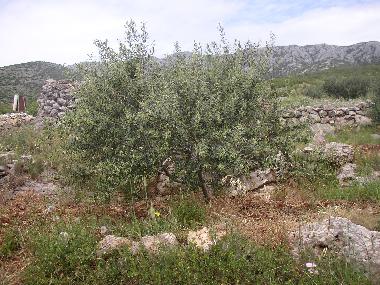 Appartement de vacances /en/au Zavala (Splitsko-Dalmatinska)ou appartement ou maison de vacances