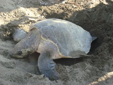 Appartement de vacances �/en/au 100.00 (Puntarenas)ou appartement ou maison de vacances