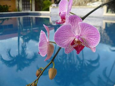 Appartement de vacances �/en/au 100.00 (Puntarenas)ou appartement ou maison de vacances