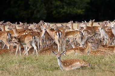 Maison de vacances �/en/au Hindolveston (East Anglia)ou appartement ou maison de vacances