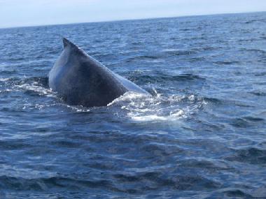 Maison de vacances �/en/au Digby Neck (Nova Scotia)ou appartement ou maison de vacances