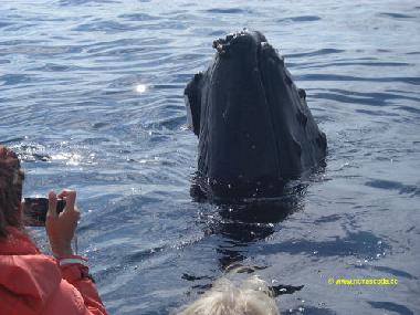 Maison de vacances �/en/au Digby Neck (Nova Scotia)ou appartement ou maison de vacances