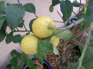 Maison de vacances �/en/au CALPE (Alicante / Alacant)ou appartement ou maison de vacances