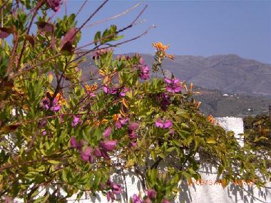 Appartement de vacances �/en/au Almu�ecar (Granada)ou appartement ou maison de vacances