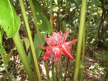 Maison de vacances �/en/au Rio de Janeiro (Rio de Janeiro)ou appartement ou maison de vacances
