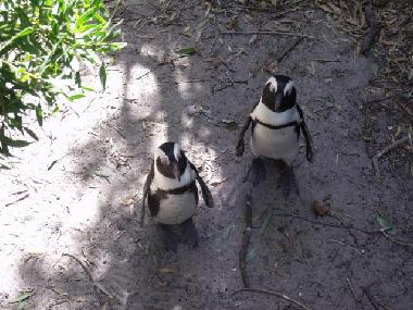 Appartement de vacances �/en/au Green Point (Western Cape)ou appartement ou maison de vacances