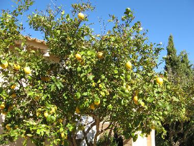 Maison de vacances �/en/au Llucmajor (Mallorca)ou appartement ou maison de vacances