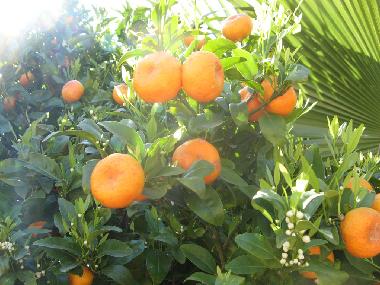 Maison de vacances �/en/au Llucmajor (Mallorca)ou appartement ou maison de vacances