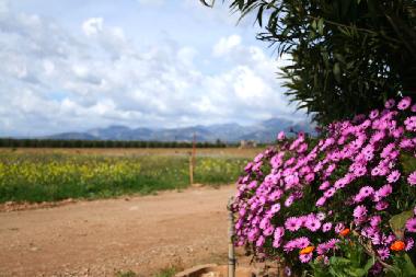 Maison de vacances �/en/au Sa Pobla (Mallorca)ou appartement ou maison de vacances