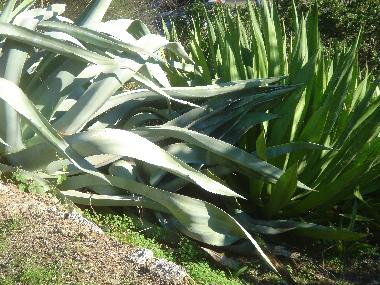 Maison de vacances �/en/au Carvoeiro (Algarve)ou appartement ou maison de vacances