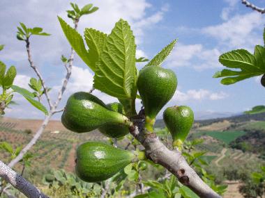 Maison de vacances /en/au Villanueva de Tapia (Mlaga)ou appartement ou maison de vacances