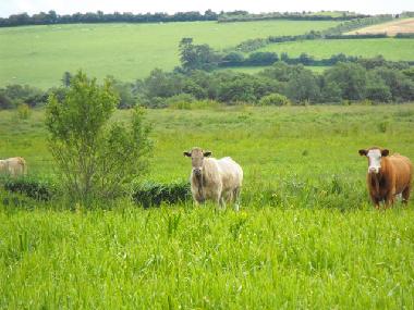 Maison de vacances �/en/au Lusmagh, Banagher (Offaly)ou appartement ou maison de vacances
