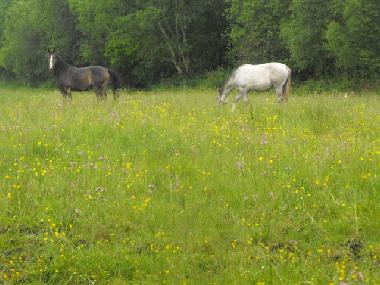 Maison de vacances �/en/au Lusmagh, Banagher (Offaly)ou appartement ou maison de vacances