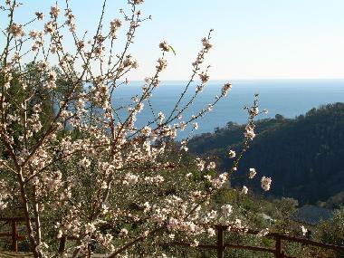 Appartement de vacances �/en/au Moneglia (Genova)ou appartement ou maison de vacances