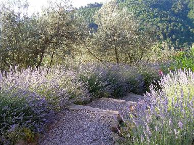 Appartement de vacances �/en/au Montevarchi (Arezzo)ou appartement ou maison de vacances