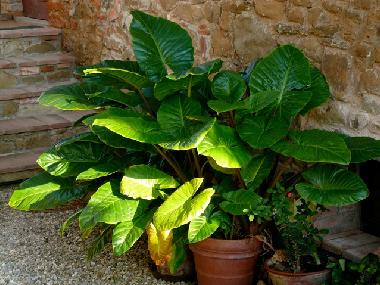 Appartement de vacances /en/au Montevarchi (Arezzo)ou appartement ou maison de vacances