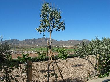 Maison de vacances /en/au Almendricos (Murcia)ou appartement ou maison de vacances