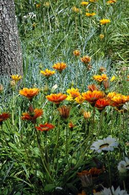 Maison de vacances �/en/au Figueir� dos Vinhos (Pinhal Interior Norte)ou appartement ou maison de vacances