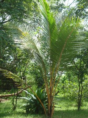 Maison de vacances �/en/au Embilipitiya (Ratnapura)ou appartement ou maison de vacances