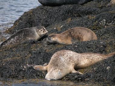 Maison de vacances �/en/au Lauragh (Kerry)ou appartement ou maison de vacances
